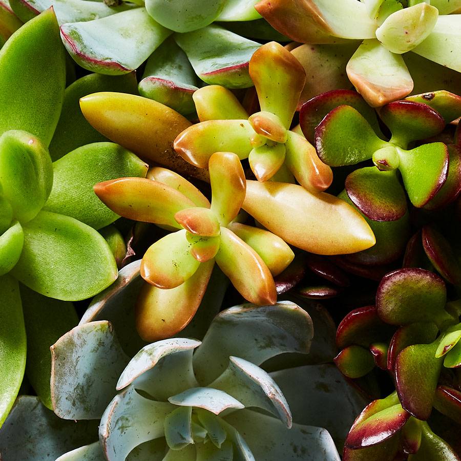 Concrete Succulent Garden