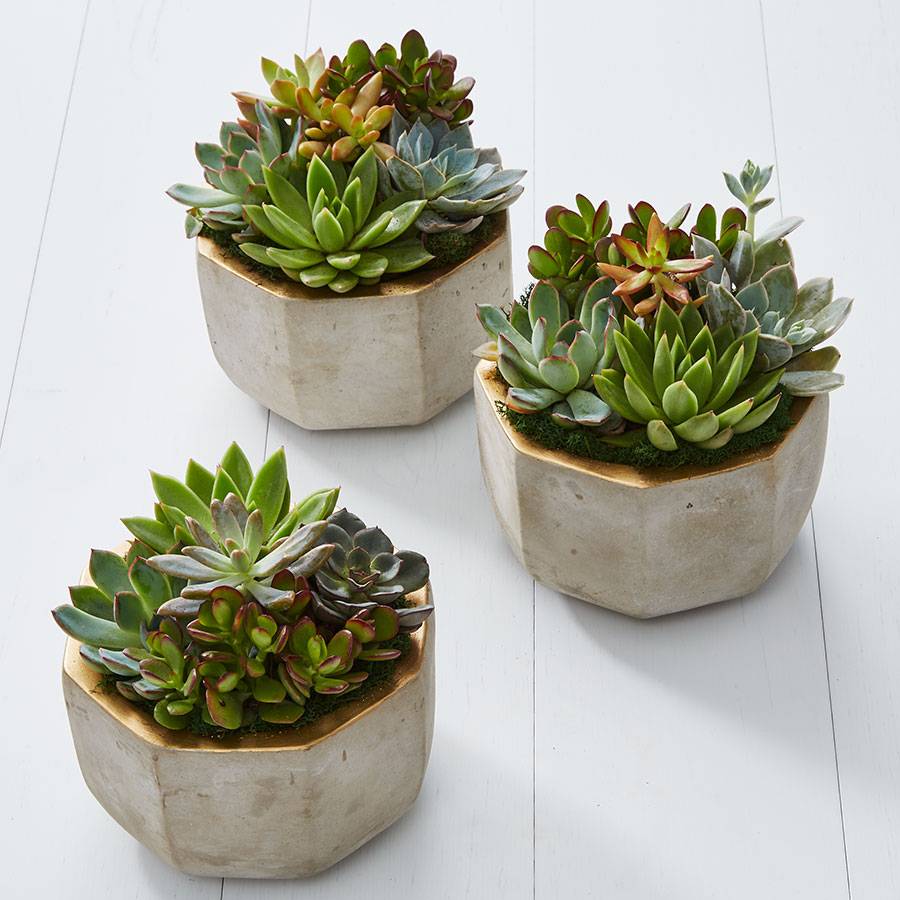 Concrete Succulent Garden