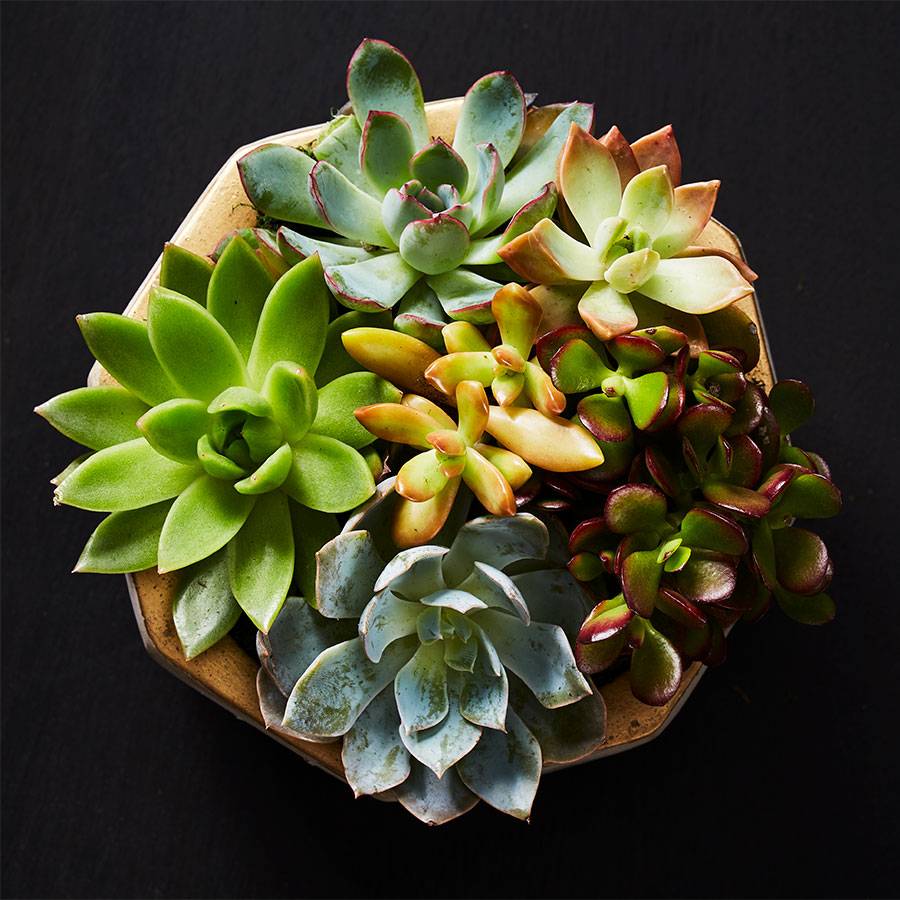 Concrete Succulent Garden