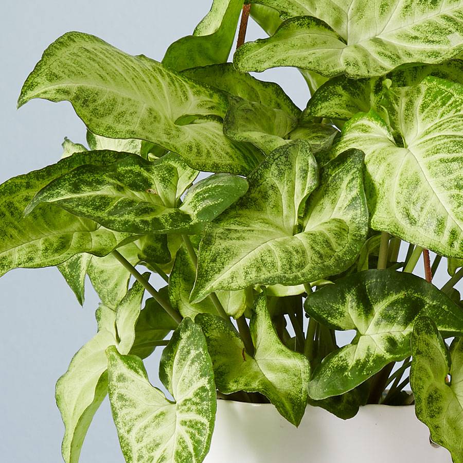 Arrowhead Hanging Plant (Syngonium)-10