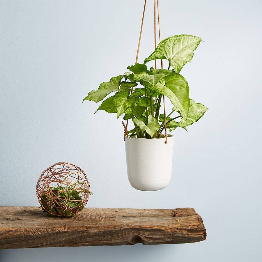 Arrowhead Hanging Plant (Syngonium)-10