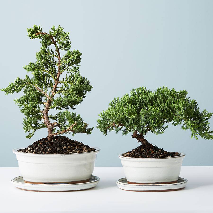 Juniper Bonsai